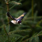 DecoBird "Flygande Steglits"