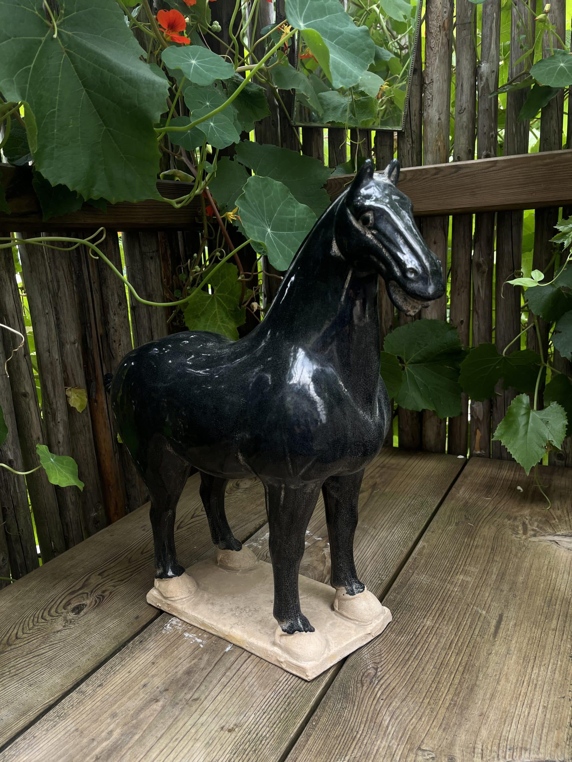 Tanghäst Svart - Bild 2