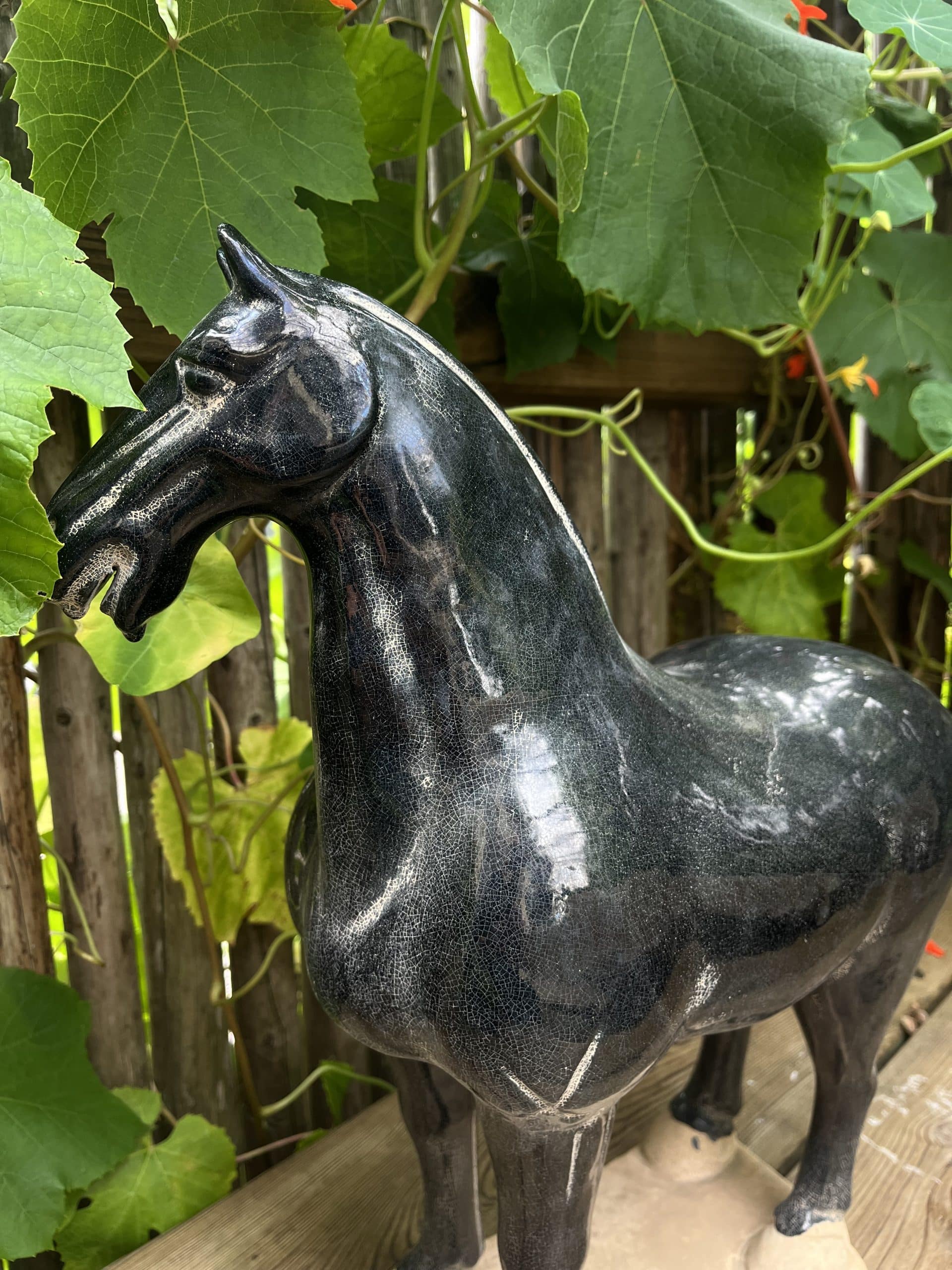 Tanghäst Svart - Bild 3